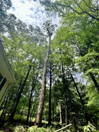 Dismantling a tall red oak.webp