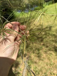 needles1.webp