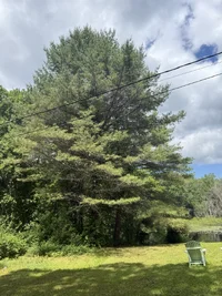 treewhole.webp