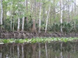 Florida March 2016 019.webp Florida March 2016 019.webp