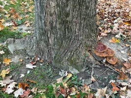 IMG_1779.webp