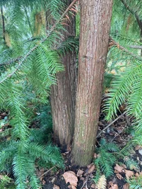 C.lanceolata_stems.webp