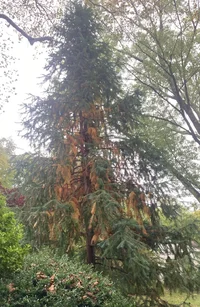 C.lanceolata_decline1.webp