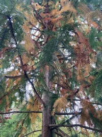 C.lanceolata_decline2.webp