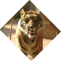 105439-Tigerdiamondcrop.webp