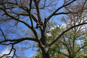 107626-treerescue1.webp