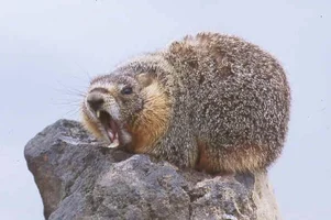 110604-marmot.webp