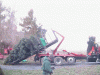 110668-BlueSpruceHookLift.gif