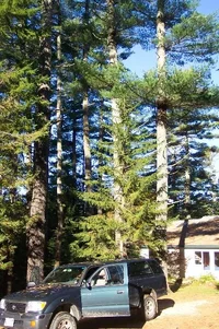 113177-House&Trees2.webp