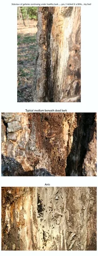 122285-composite-sideviewofleft,mulch,ants.webp