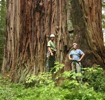 129475-redwoods_6.webp