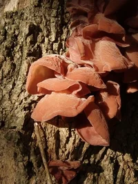 131745-fungi1.webp