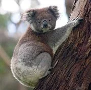 132586-180px-Koala_climbing_tree.webp