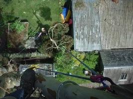 134433-tree020.webp