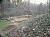 167907-finished-and-some-stumps-gr.gif