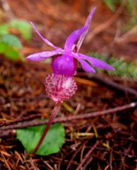 178729-Calypso_Orchid_400.webp