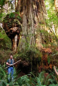 178877-Redwood_Burl_400.webp
