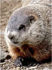 181594-Closeup_groundhog.webp