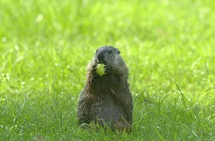 181721-groundhog.webp