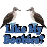 184540-boobies.webp
