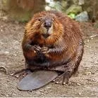 185090-beaver6.webp