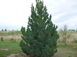 186786-Unidentifiedpine.webp