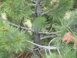 186787-Unidentifiedpinebark.webp