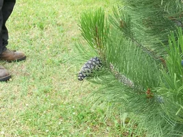 186789-Unidentifiedpinecone.webp