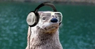 186828-cropped-dj-otter-cover.webp