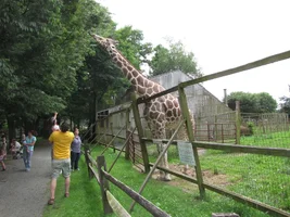 188808-giraffeeat1small.webp