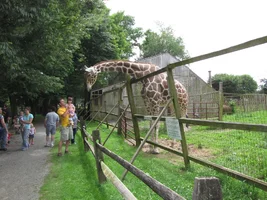 188809-giraffe2small.webp