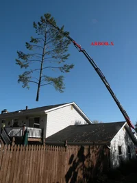 202005-150TreeOverHouse.webp