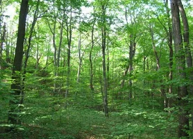 209075-maple_beech_forest_556x400.webp
