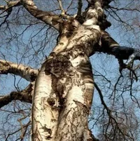 213027-girl_tree.webp