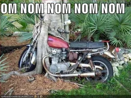 213028-funny-pictures-tree-eats-motorcycle.webp
