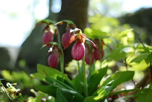 229043-LadySlipper.webp