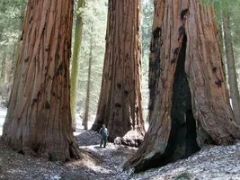229242-Sequoia8.webp