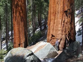 229245-Sequoia9.webp