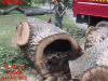 237830-Hollow-trunk-before-crown.gif