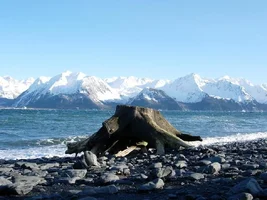 19895-Resurection bay.webp