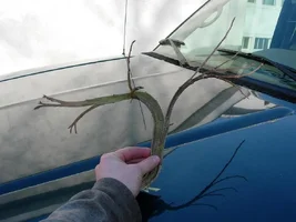 20101-Branch front.webp