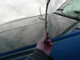 20102-branch side.webp