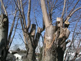 20798-March 5th 2005 002.webp