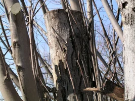 20801-March 5th 2005 004.webp