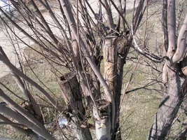 20802-March 5th 2005 007.webp