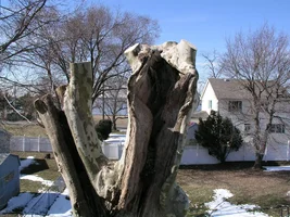 20803-March 5th 2005 010.webp