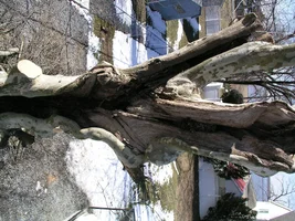 20804-March 5th 2005 012.webp