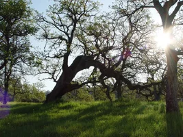 21007-sunlight shot Blue Oak.webp