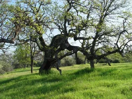 21008-Blue Oak Springtime Upper Bidwell.webp