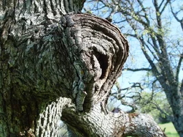 21009-Side Shot callous roll 2.webp